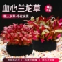 丹麦活体豹纹红玫瑰水草