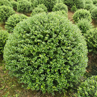 ���׶��������ͥԺ�G��ֲ���ͺ�������С�~�����ļ����ೣ�G��ľ