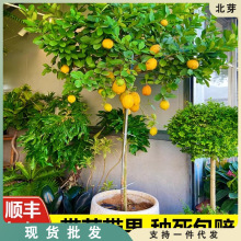 柠檬树绿植大型植物客厅阳台盆栽香水柠檬盆栽四季带果冬季好养活