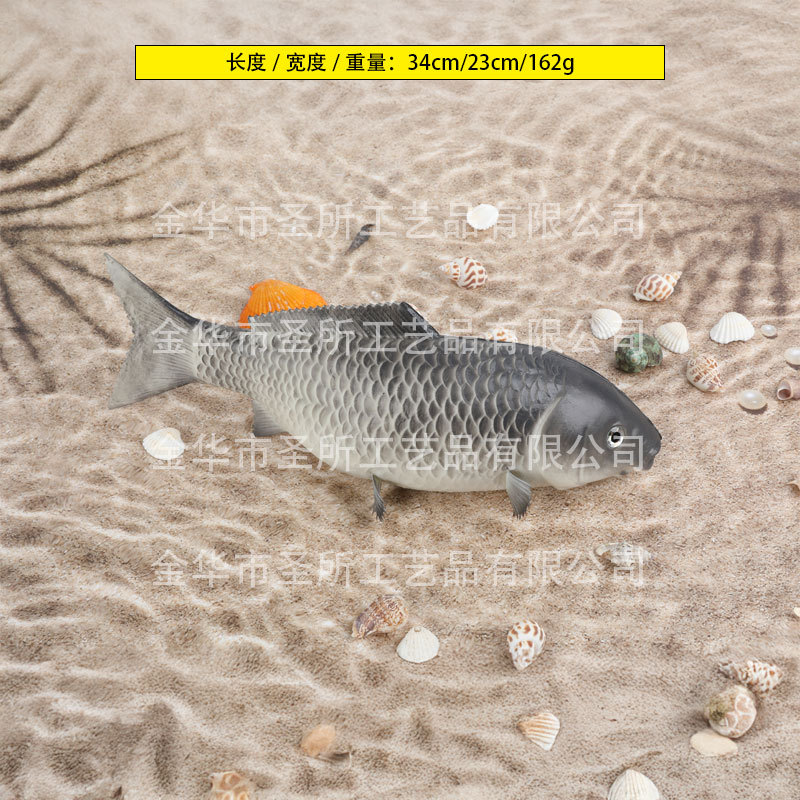 회색 잉어 대형