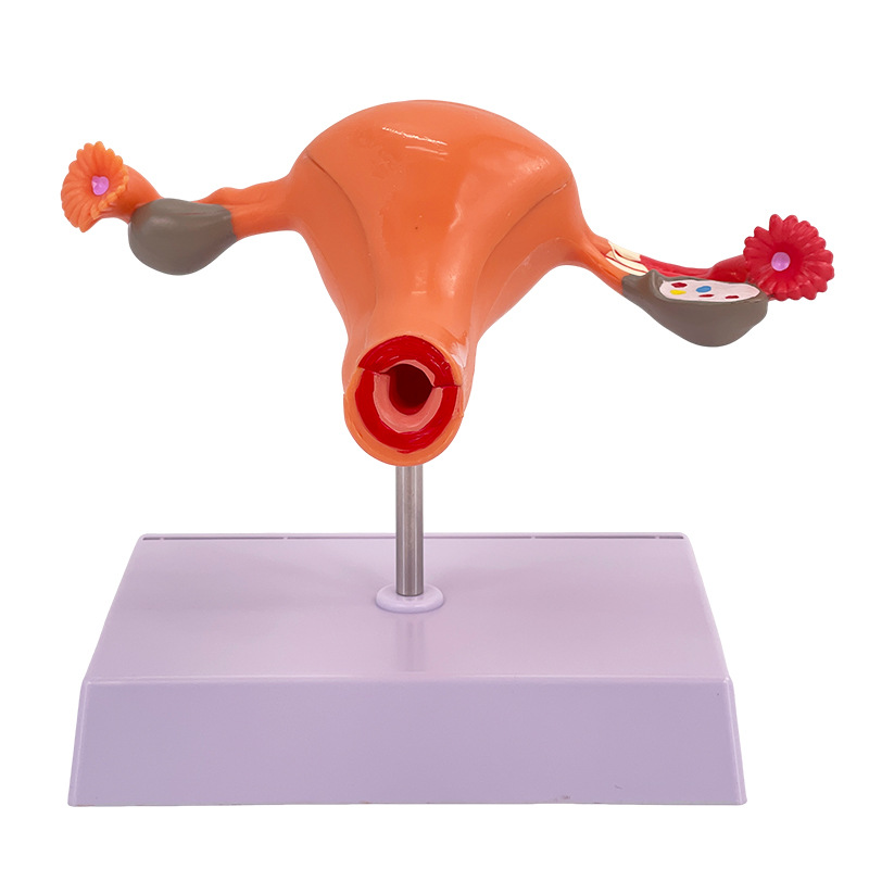 ҽѧŮ���ӹ�ģ���ѳ���ֳ�ṹ����ģ�͸��Ƹ������ѳ��ӹ�ģ��