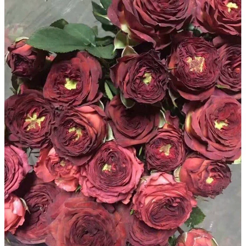 Одноразовый дропшиппинг: шоколадная пузырьковая роза в горшке, миниатюрная многоглавая роза с ароматом цитрусовых для балкона, круглый год.