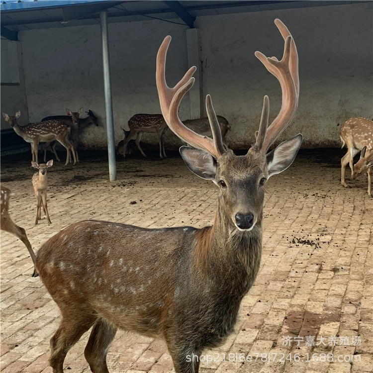 Sika олень жизни цена Sika олень растущий олень взрослый Sika олень живописное место домашнее животное Sika олень