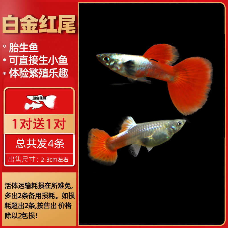孔雀鱼热带鱼小型活体观赏鱼凤尾鱼冷水好养耐活耐养金鱼斑马活鱼|undefined