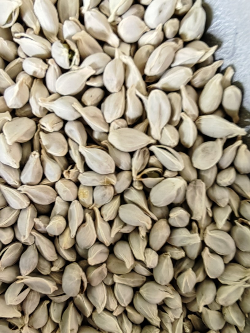 Ju He (Citrus reticulata Seed) — Dried Tangerine Seed for Herbal Decoction & Tea preparation
