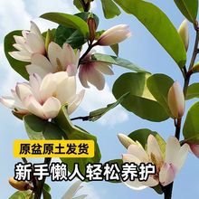 ���ں�Ц�����Ԙ�������ͻ����҃����̨ͥԺ�����ļ��_���Gֲ��