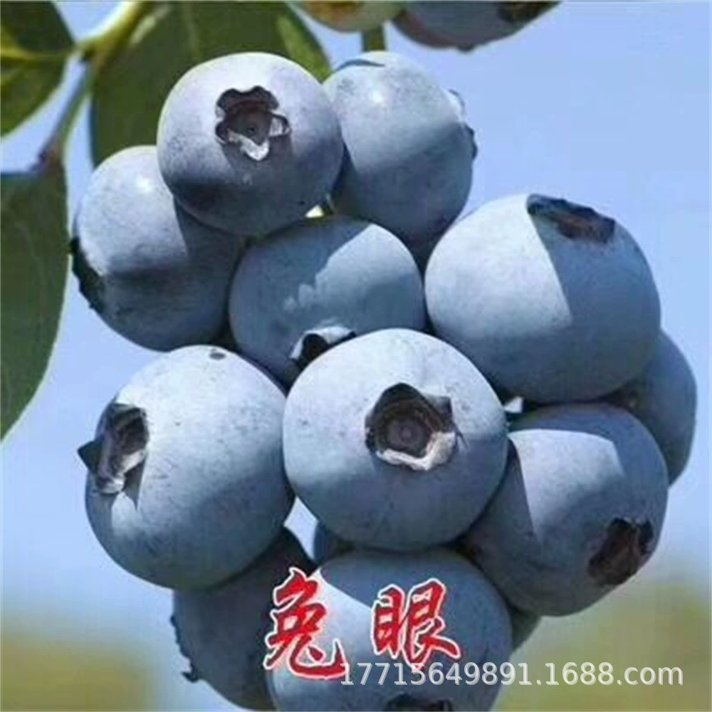 Элизабет черника Юг и север посадка четыре сезона балкон Крытый Черничное дерево плодовые саженцы горшок посадка плодовых саженцев