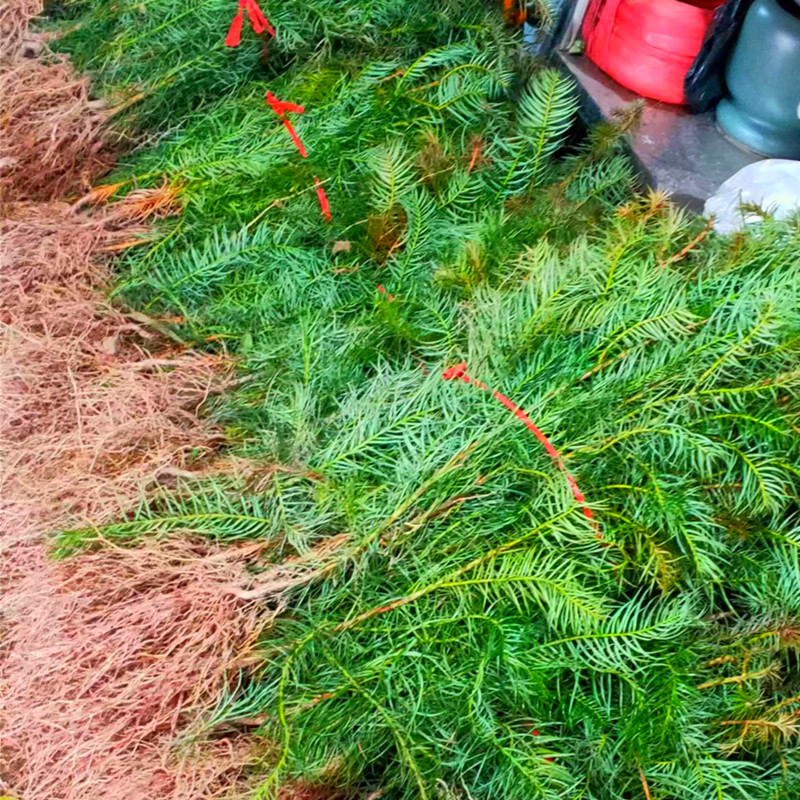 微信图片_20240630145004_副本