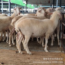 uСβ^̥̥ĸ СβNăr