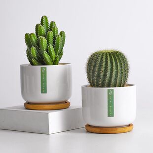 �����������҃Ȼ������������X����GֲС���Կɐ۶���ֲ���辰