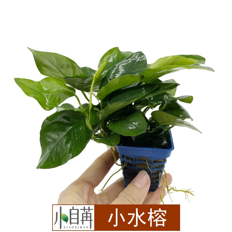 Маленькая вода Banyan маленький Banyan Water Banyan Водная Трава Гостиная оптом аквариум озеленение настоящая водная Трава Аквариум Декоративные украшения отрицательный