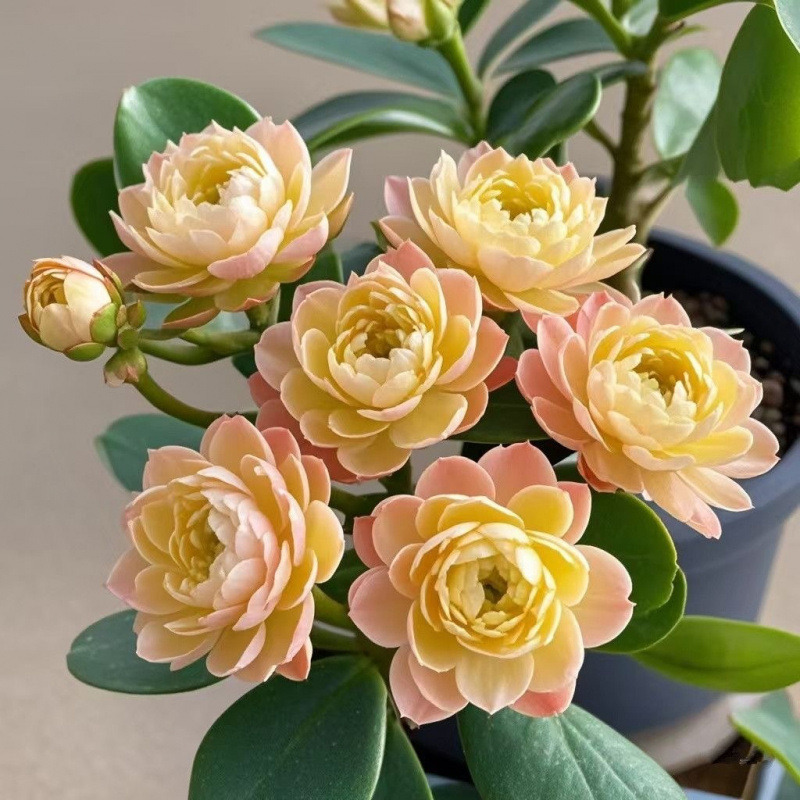 인기 추천 : [뷰티] 올해도 피어나다 | 사계절 상록수