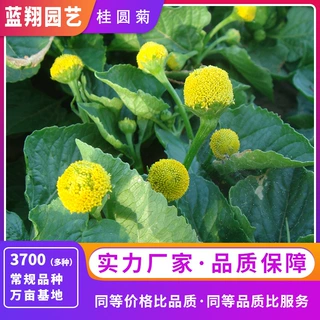 桂圆菊花卉种子红细水草花籽散血草盆栽花种菊科金钮扣属一年生