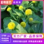 菊科盆栽水草桂圆菊花籽