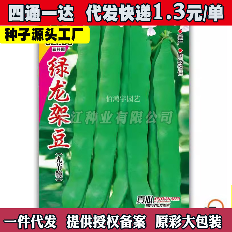 荷兰绿龙架豆王种子扁芸豆无筋四季油豆角架扁豆孑豆角子种籽