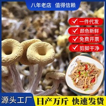 厂家直供云南黄金菇榆黄蘑鸡油菌干货散装500g包邮古田食用菌批发