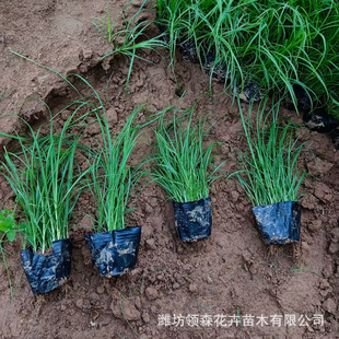 Qingzhou Wholesale Green Moss Grassland Quilt Plant Pot Seedlings Greening Foliage Grass Flower Laoyu Moss Nutrition Cup