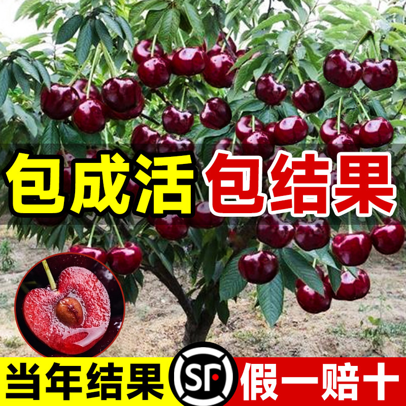 Cherry Saplings, Authentic Cherry Trees, Dwarfed Extra-Large Grafted Fruit Trees, Courtyard Precious Potted Plants Planted in the North and South