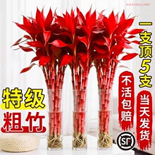 ���F��ˮ��ֲ���������\�ش֗U���w�~�Lˮ�lؔ�九�������͏d��ؔ