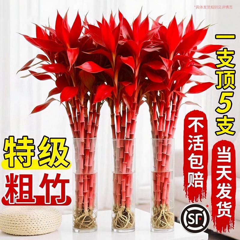 Rich Bamboo Hydroponic Plant, Purple Bamboo, Special Thick Stem, Large Leaves, Feng Shui Money Tree, Rising Steadily, Living Room Attracts Wealth