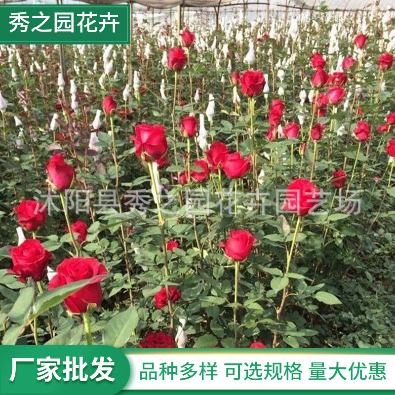 批发树桩玫瑰切花月季苗 玫瑰种苗老根 2-3年颜色多种盆栽地栽