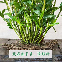 现拔现发 包教种植 赤水金钗石斛苗铁皮石斛盆栽可食用大丛石斛兰