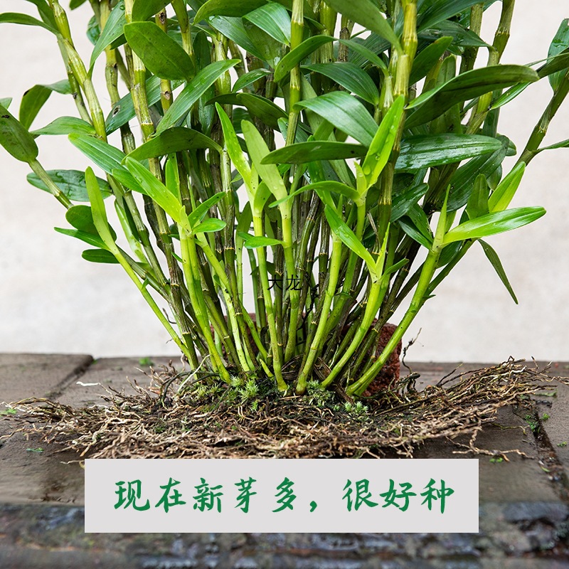 现拔现发 包教种植 赤水金钗石斛苗铁皮石斛盆栽可食用大丛石斛兰