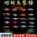 红绿灯宝莲灯黑尾大勾喷火灯观赏鱼小型热带鱼群游包邮好养