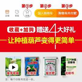 观赏大全巨型玩手文玩种子小苗文葫芦特大号捻葫芦种子籽盆栽特大