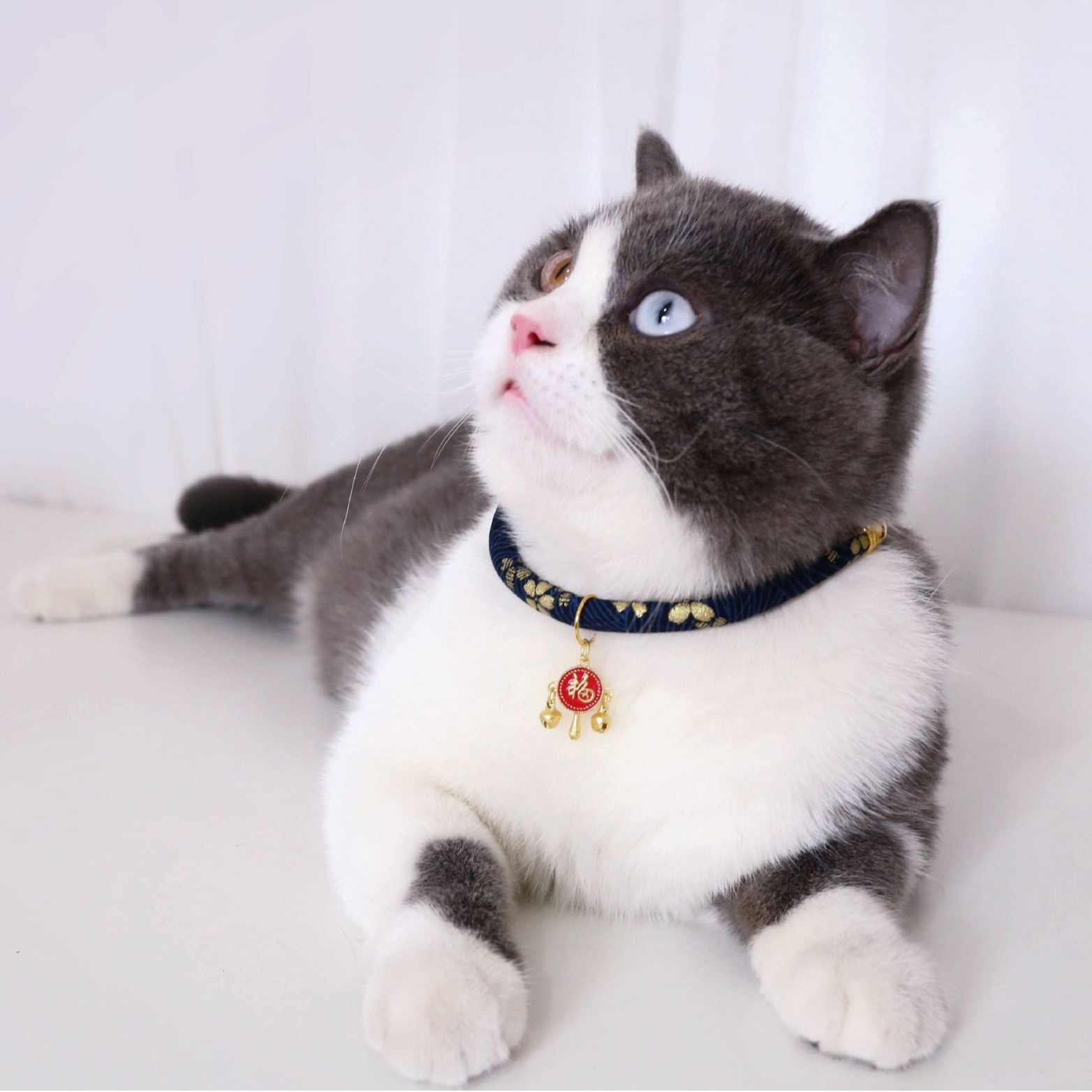 Campana de mascotas ajustable estampado collar de oro estilo chino para atraer dinero Nafu Ping An colgante gato perro collar cuerda del Festival de Primavera
