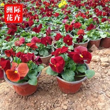 ���l��ɫ���� ������ͥԺ�G�������G������e�G���^�p������ɫ��