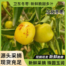 大荔冬枣整箱直发现摘现发陕西新鲜大枣脆甜水果牛奶枣