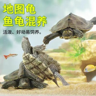 2026新手推荐观赏龟清单：初夏好养又便宜的5种入门龟
