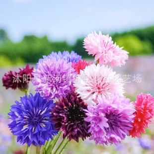 Cornflower Seeds Are Sown and Bloomed in All Seasons, Courtyard Flower Sea, Cold-Resistant Blue-Purple Cornflower Flower Seeds Are Easy to Live