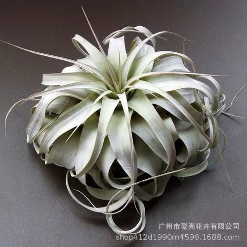 Воздушный ананас повелитель оптом беспочвенные растения воздушный ананас железный стол для орхидей крытый и открытый зеленые растения просто и легко