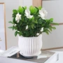 独杆植物大叶桌面栀子花