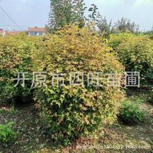 耐寒丛生五角枫 五角枫球大树小苗规格齐全厂家供应