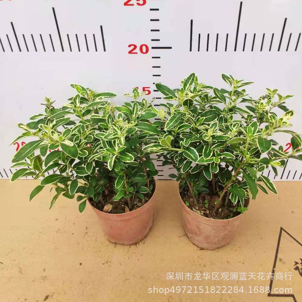 基地直销批发观花阳生植物盆栽庭院80 白花六月雪 种苗花卉网
