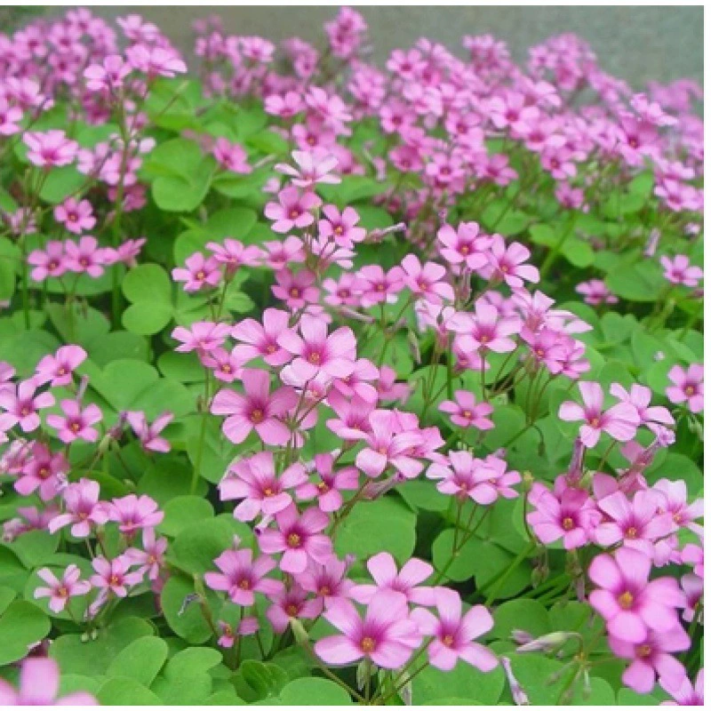 Долгосрочное цветение сафлора Клевер Белый Клевер уксусный соус счастливый сафлор жареный соус семена красного клевера