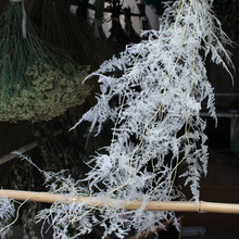 �����������滨�� ���ﻨ�� ���l�´����Ϳ��g�л�c�̘I����b�