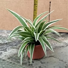 VݻֱN߅mСԿ_lƱ҃СԺBo