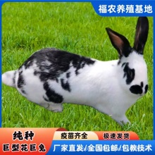 �������Bֳ�����l�ڰ׻����ó���N�û��w���N�S�����ö����Xһֻ