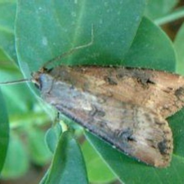 小地老虎引诱剂 Ostrinia zealis 农业害虫信息素 诱芯