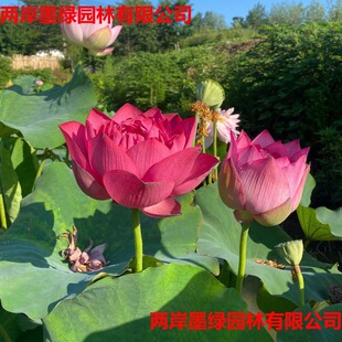 �ļ��������ͺɻ��Nź��ˮ�B���Ժ���ɏź�N���^�p�ɻ��N��ɏ����