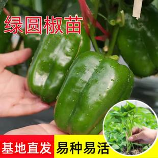 �G�A�������������ཷ��̫�ս������߲ʟ��\�t�ʽ��Ϸ��N�߲���
