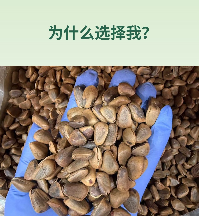 Northeast Open Shell Pine Nuts Hand Peeled Nut Kernels Fresh Snack Retail and Wholesale key features