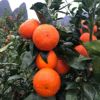 Fujian fresh Orange Tropical Season Fruit 35 10 Large fruit On behalf of