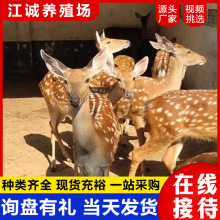 ���۳��ꎧ¹��÷��¹���w ÷��¹����һ���r�� ���^�^�p¹÷��¹