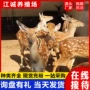 多少景区活体观赏梅花鹿