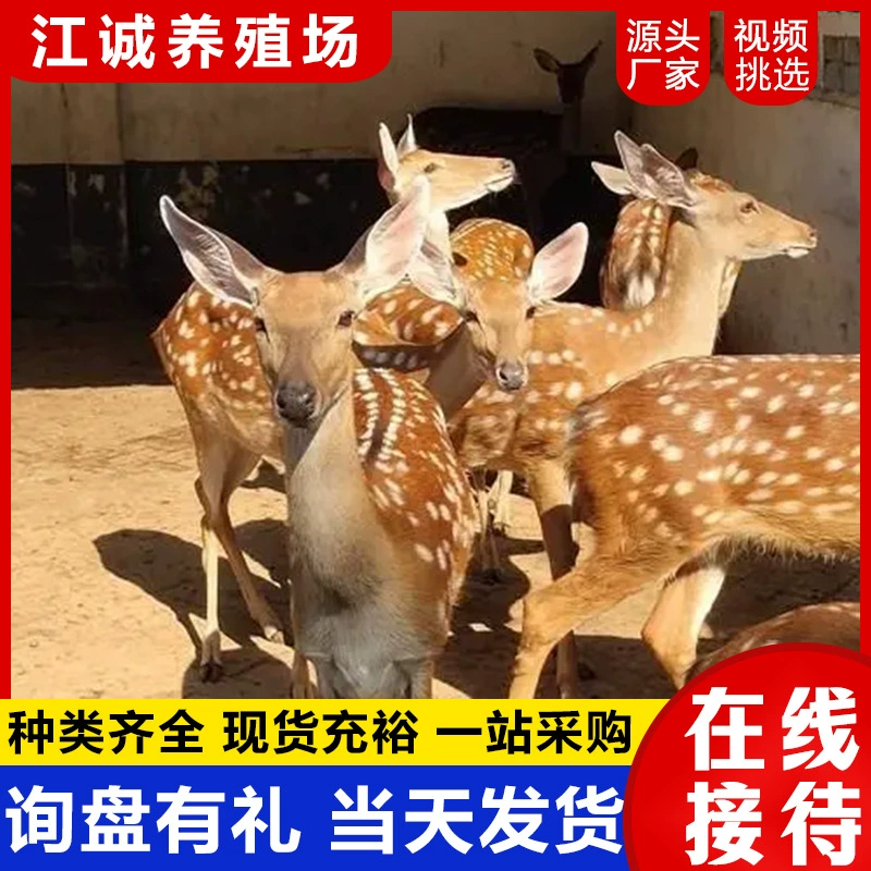 Живые пятнистые олени